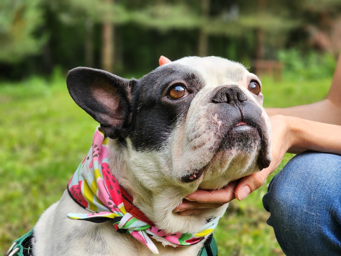 красногорск, приют, волонтеры, французский бульдог, собаки,