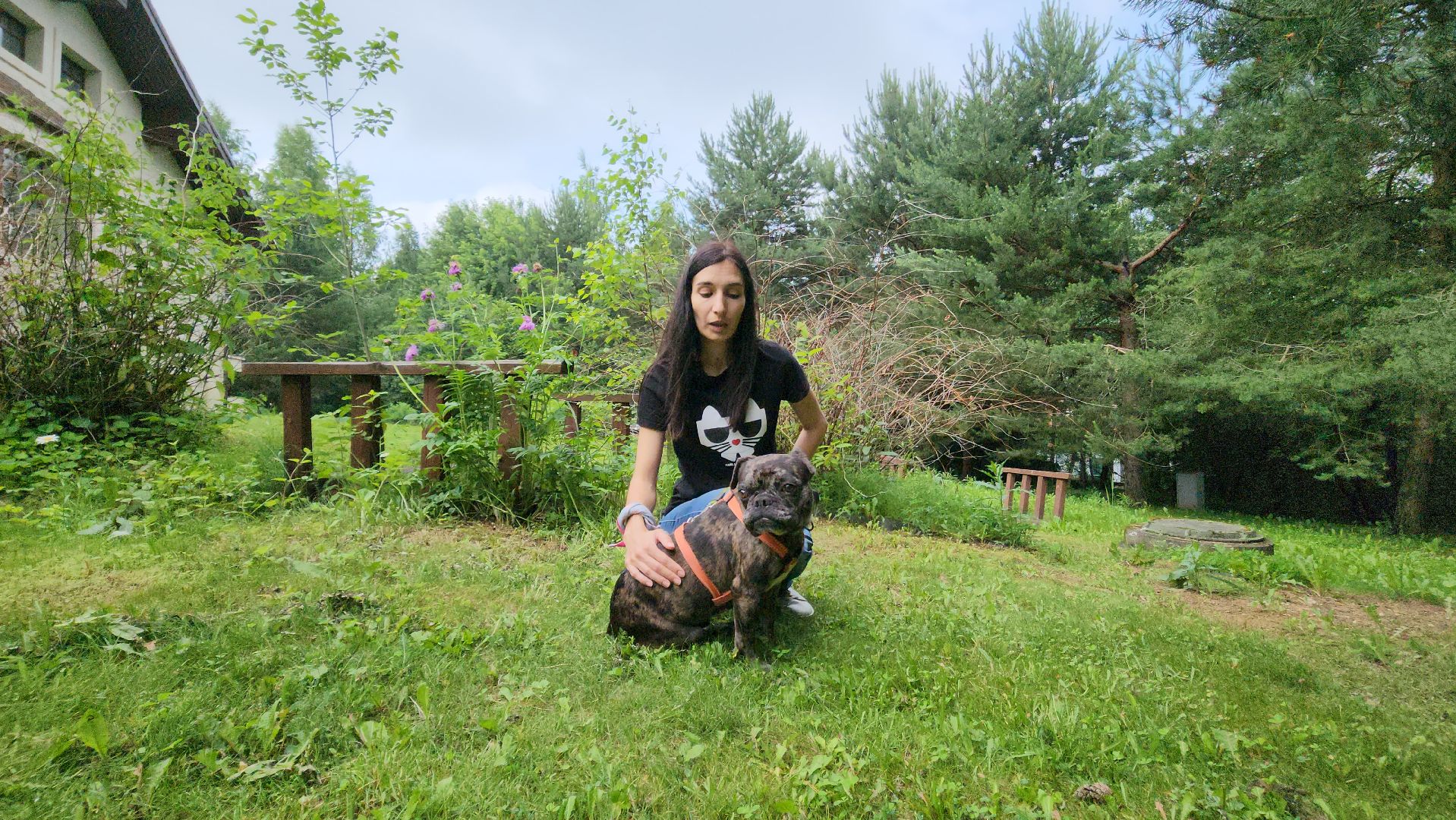 красногорск, приют, волонтеры, французский бульдог, собаки,