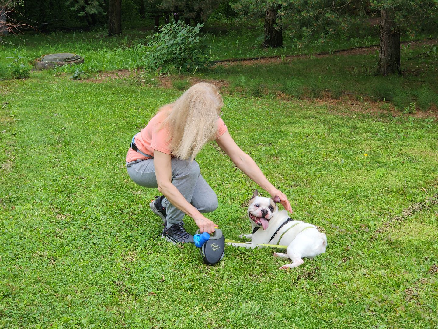 красногорск, приют, волонтеры, французский бульдог, собаки,