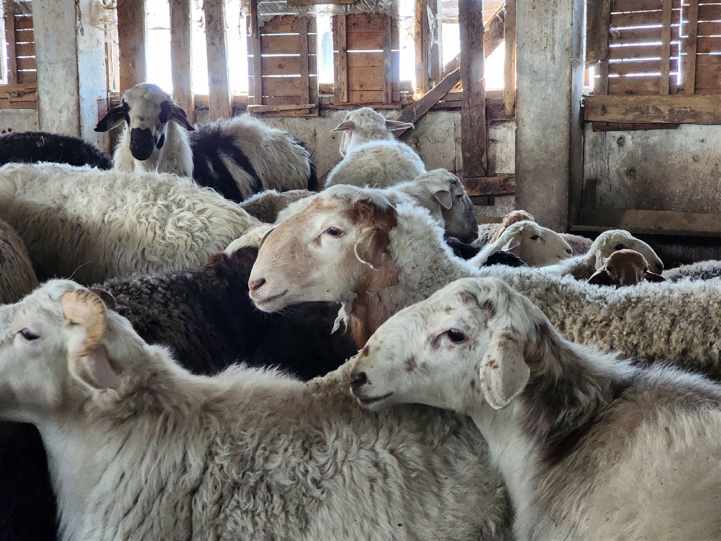 Сельское хозяйство, ферма, грант, московская область, Подмосковье, Руза, Рузский округ,