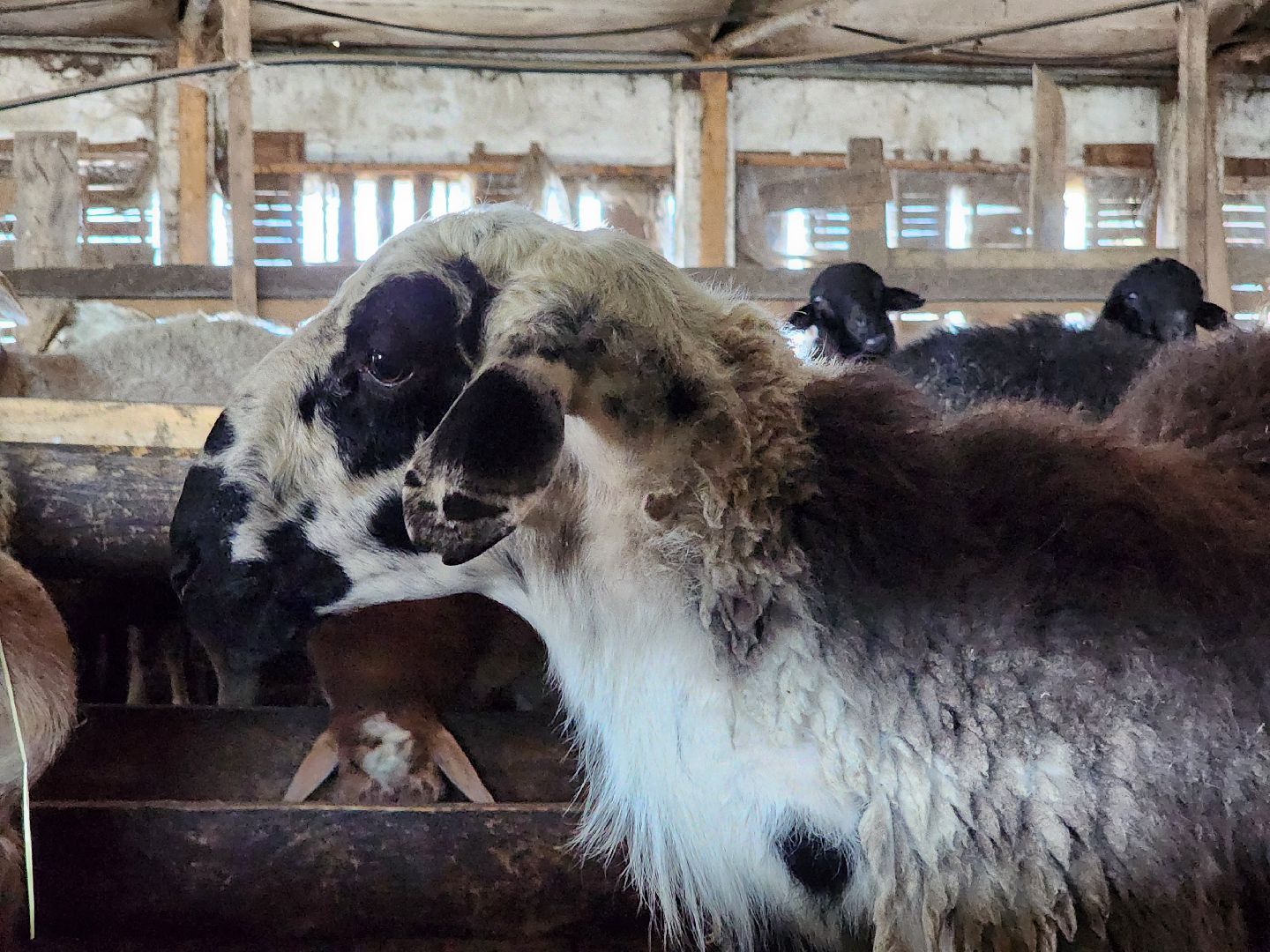 Сельское хозяйство, ферма, грант, московская область, Подмосковье, Руза, Рузский округ,