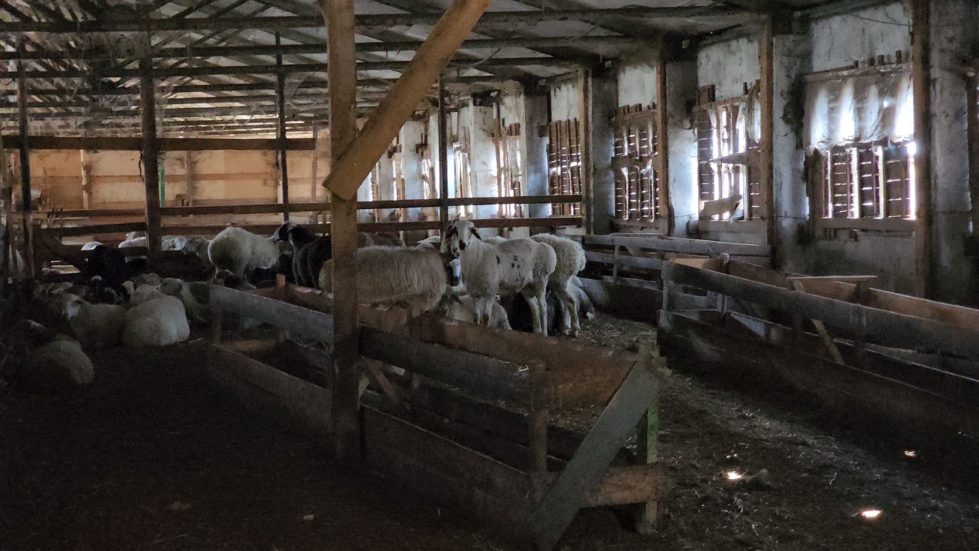 Сельское хозяйство, ферма, грант, московская область, Подмосковье, Руза, Рузский округ,