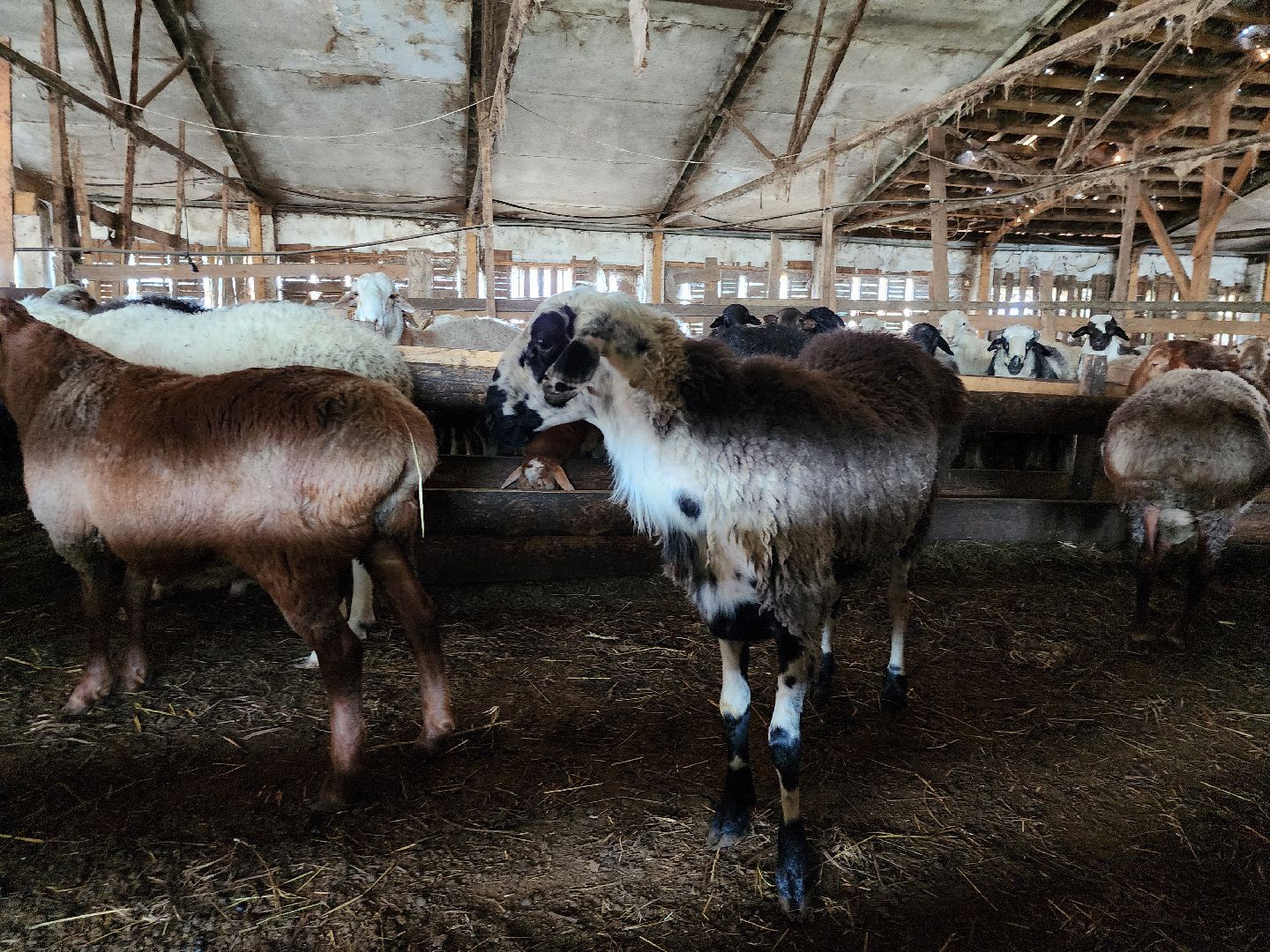 Сельское хозяйство, ферма, грант, московская область, Подмосковье, Руза, Рузский округ,