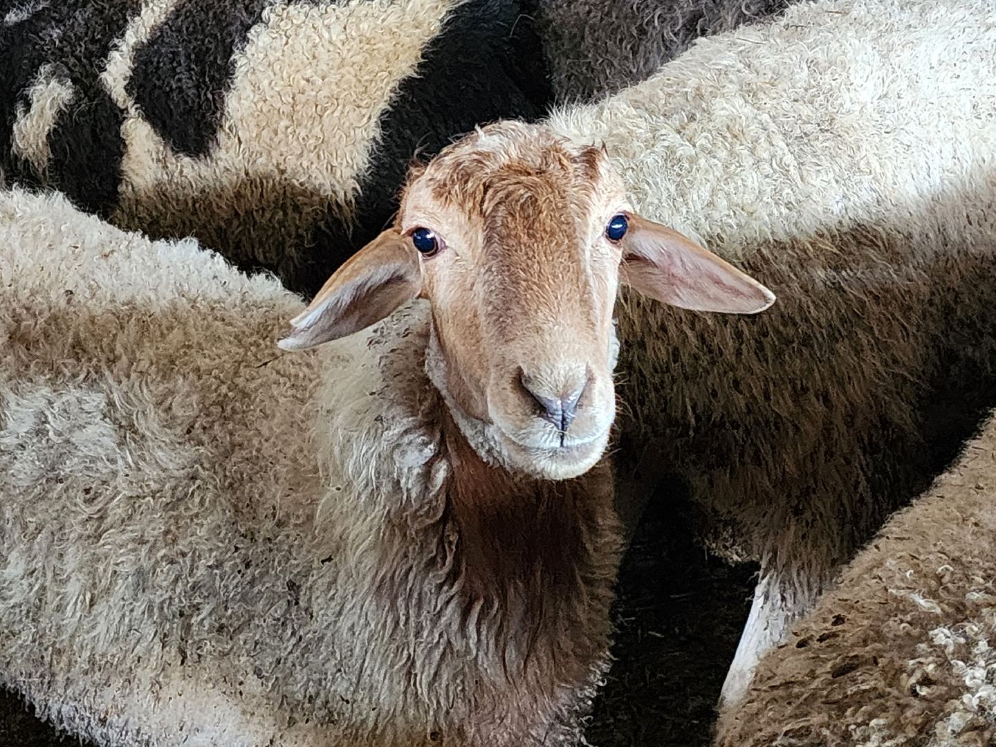 Сельское хозяйство, ферма, грант, московская область, Подмосковье, Руза, Рузский округ,