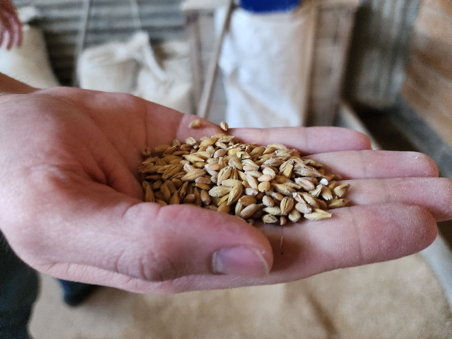 Сельское хозяйство, ферма, грант, московская область, Подмосковье, Руза, Рузский округ,