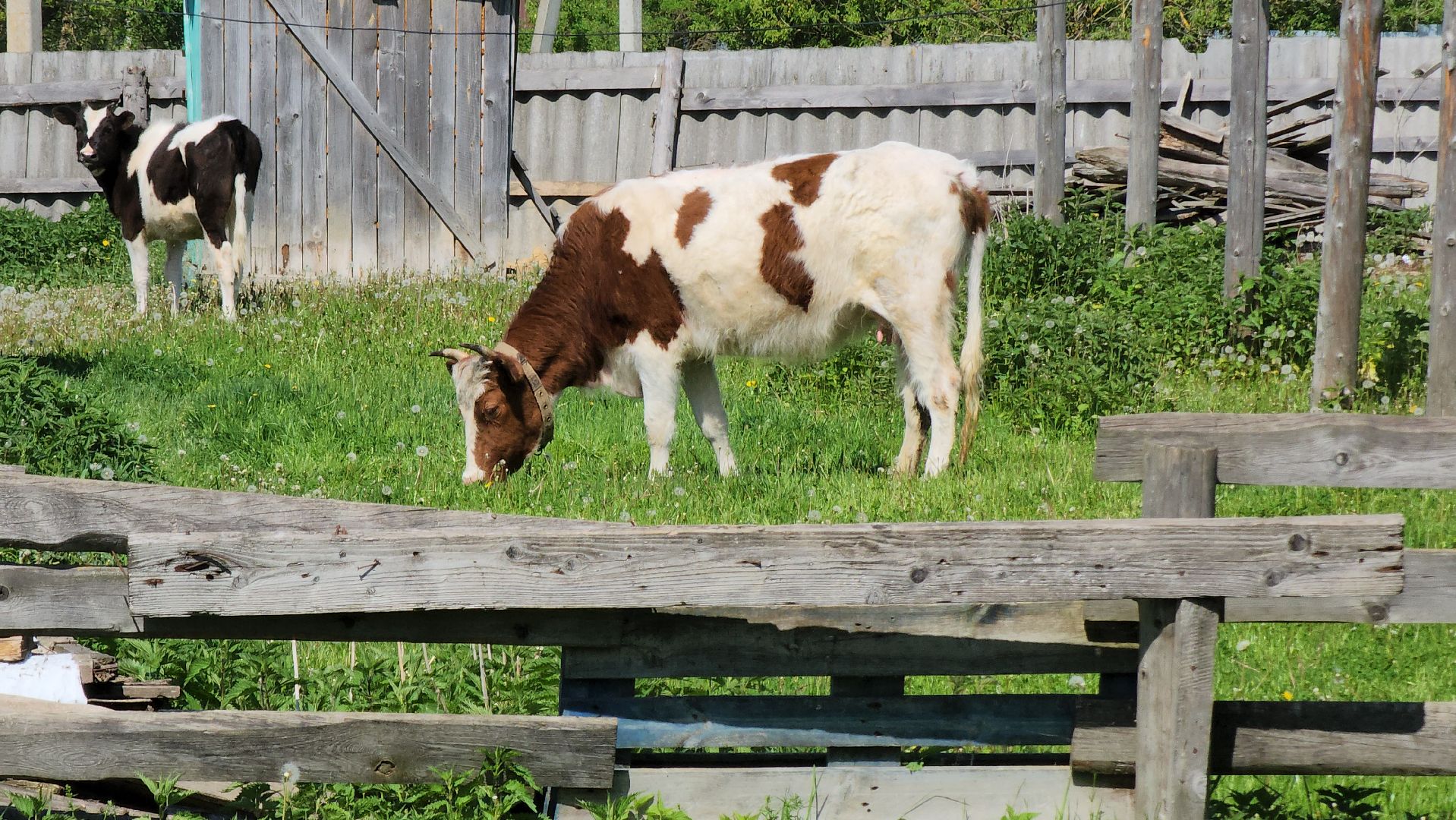 Сельское хозяйство, ферма, грант, московская область, Подмосковье, Руза, Рузский округ,