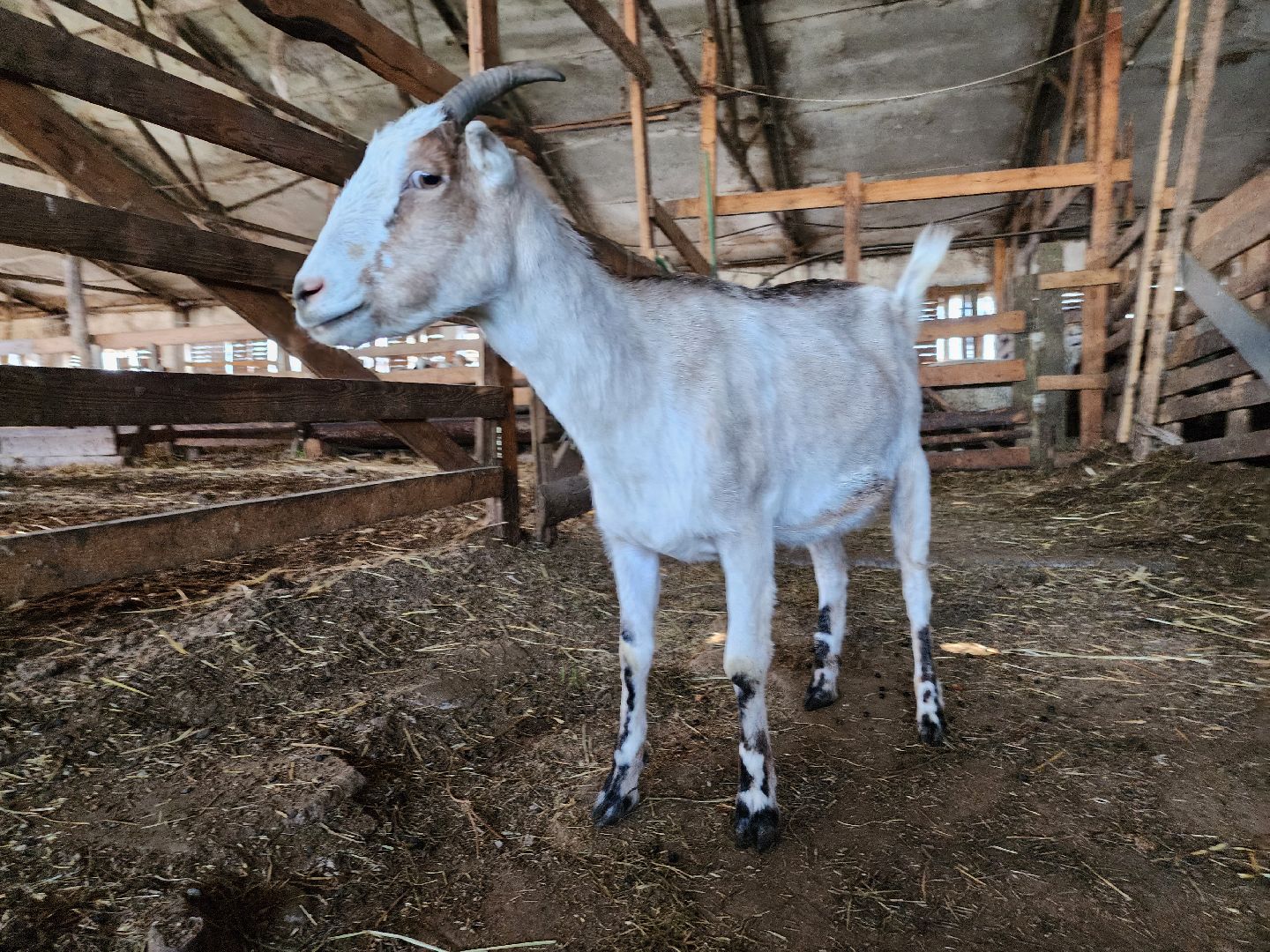 Сельское хозяйство, ферма, грант, московская область, Подмосковье, Руза, Рузский округ,
