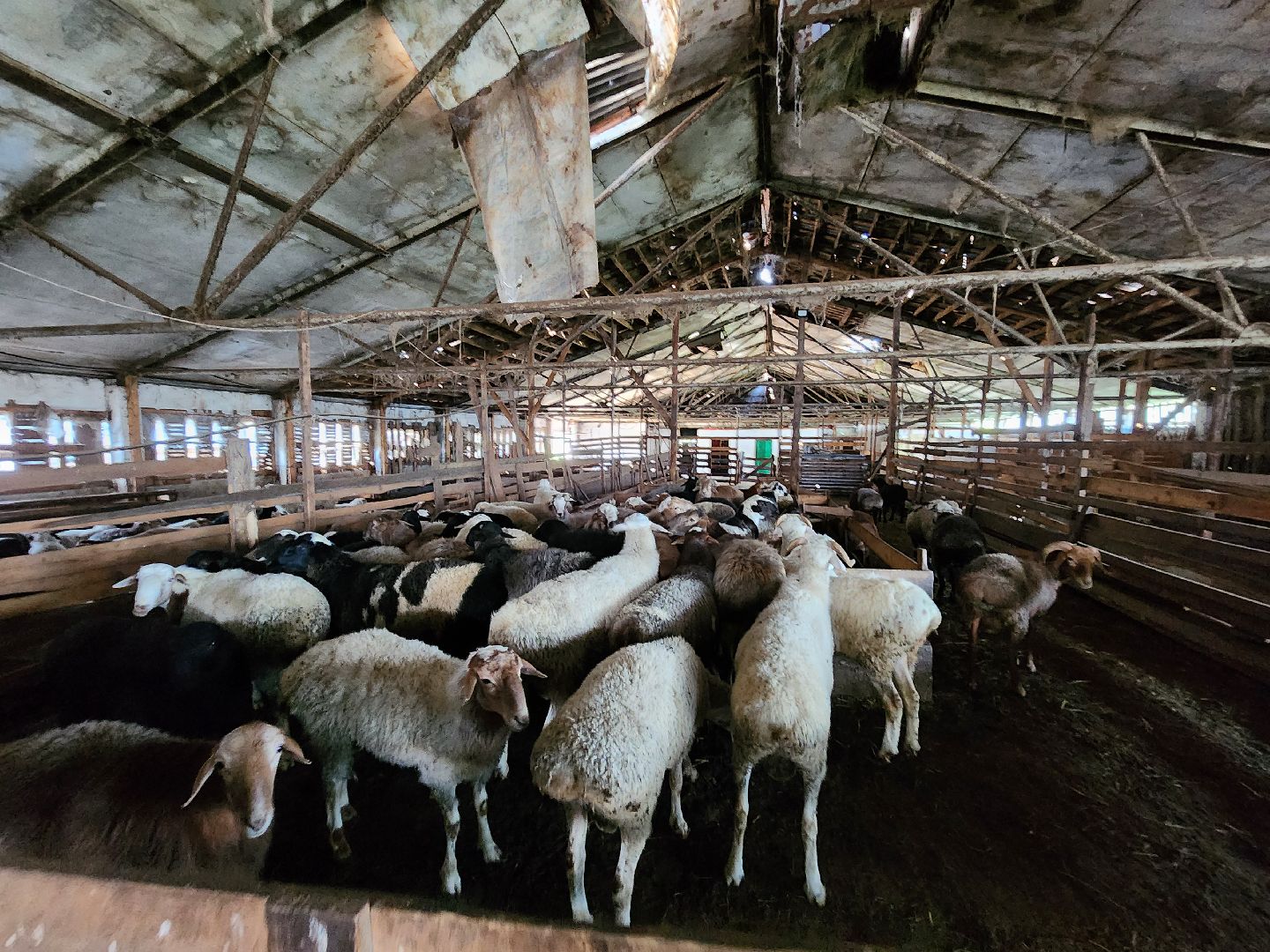 Сельское хозяйство, ферма, грант, московская область, Подмосковье, Руза, Рузский округ,