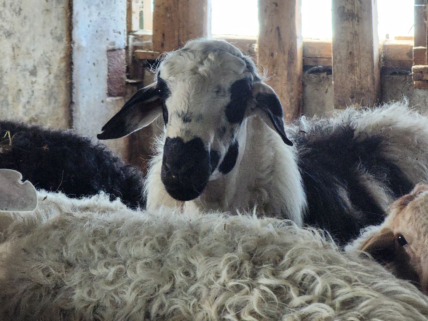 Сельское хозяйство, ферма, грант, московская область, Подмосковье, Руза, Рузский округ,