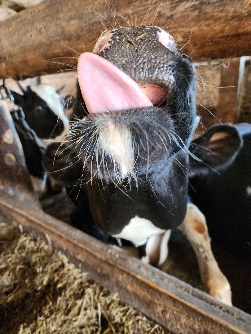 Сельское хозяйство, ферма, грант, московская область, Подмосковье, Руза, Рузский округ,