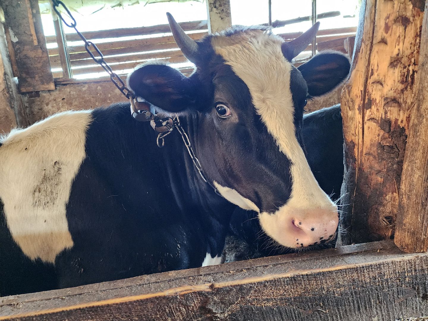 Сельское хозяйство, ферма, грант, московская область, Подмосковье, Руза, Рузский округ,