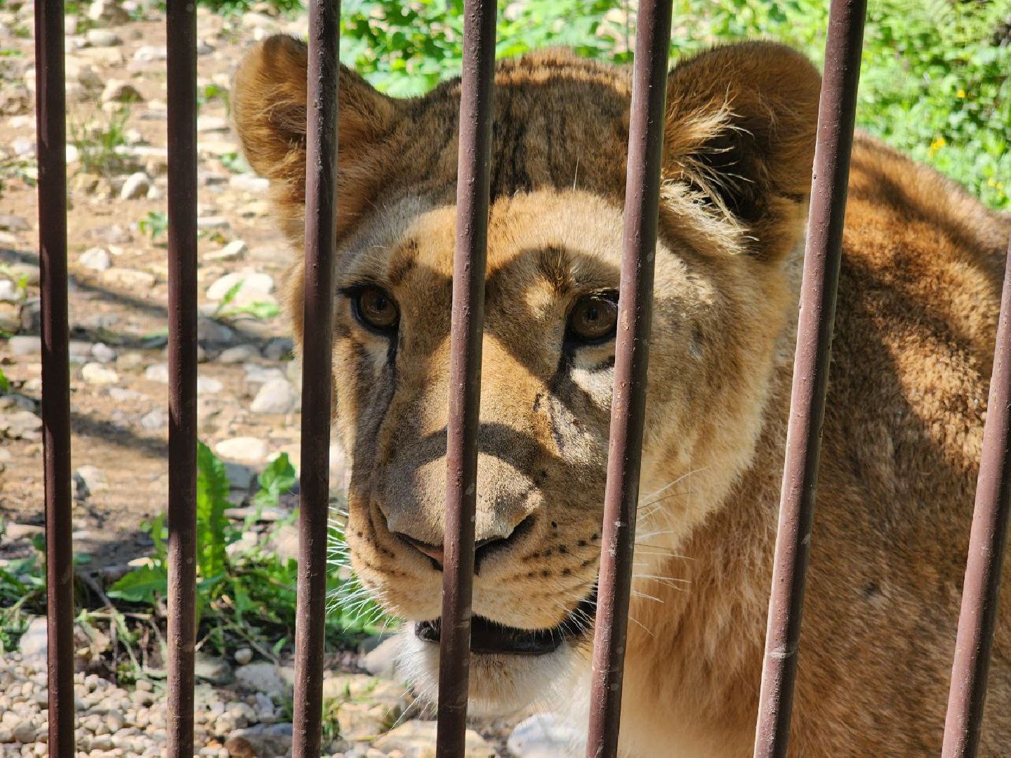 можайск, можайский городской округ, подмосковье, сафари-парк, подмосковный сафари-парк, туризм, парк тигров, хищные кошки, хищники, пума, леопард,