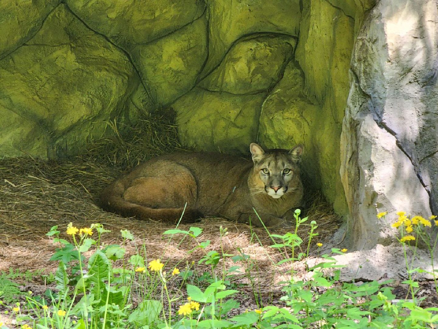 можайск, можайский городской округ, подмосковье, сафари-парк, подмосковный сафари-парк, туризм, парк тигров, хищные кошки, хищники, пума, леопард,