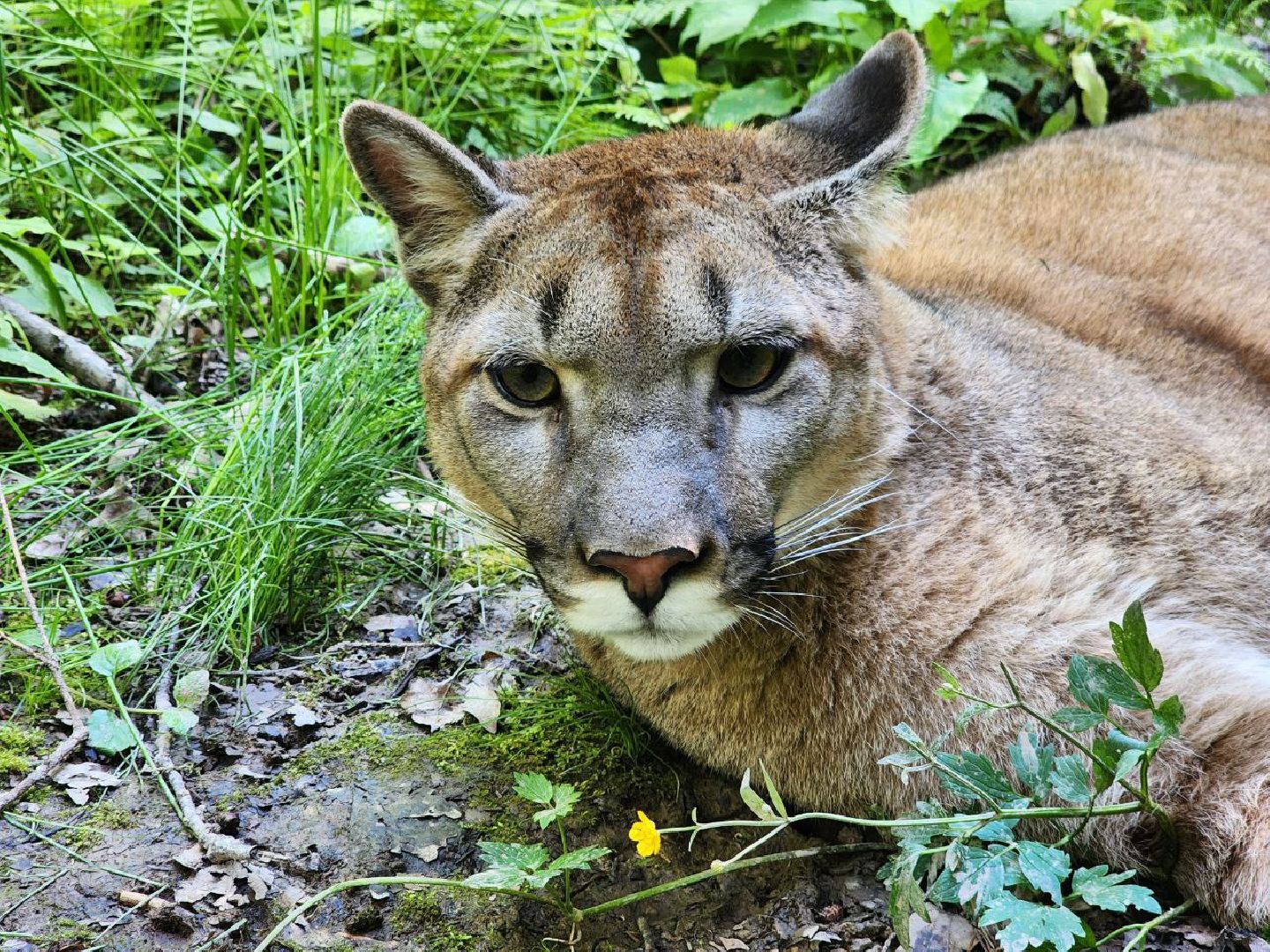 можайск, можайский городской округ, подмосковье, сафари-парк, подмосковный сафари-парк, туризм, парк тигров, хищные кошки, хищники, пума, леопард,
