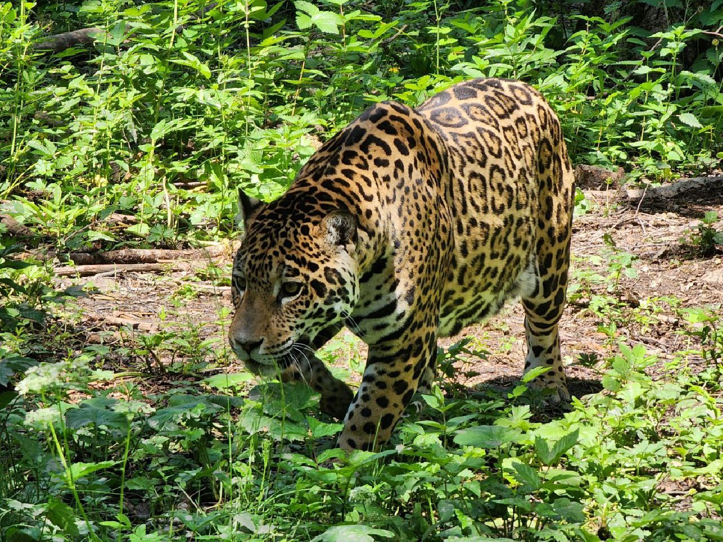 можайск, можайский городской округ, подмосковье, сафари-парк, подмосковный сафари-парк, туризм, парк тигров, хищные кошки, хищники, пума, леопард,