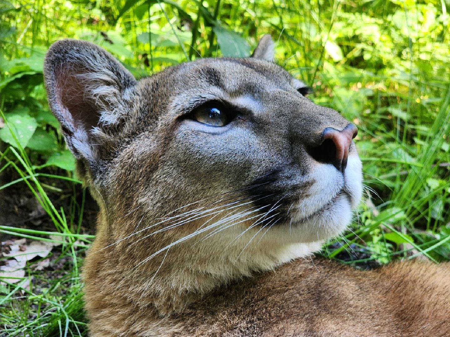 можайск, можайский городской округ, подмосковье, сафари-парк, подмосковный сафари-парк, туризм, парк тигров, хищные кошки, хищники, пума, леопард,