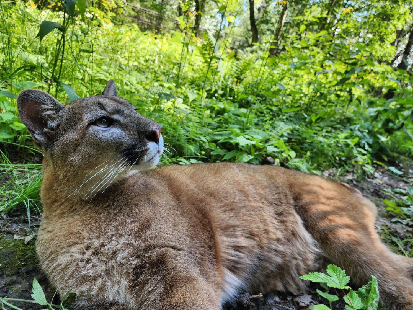 можайск, можайский городской округ, подмосковье, сафари-парк, подмосковный сафари-парк, туризм, парк тигров, хищные кошки, хищники, пума, леопард,