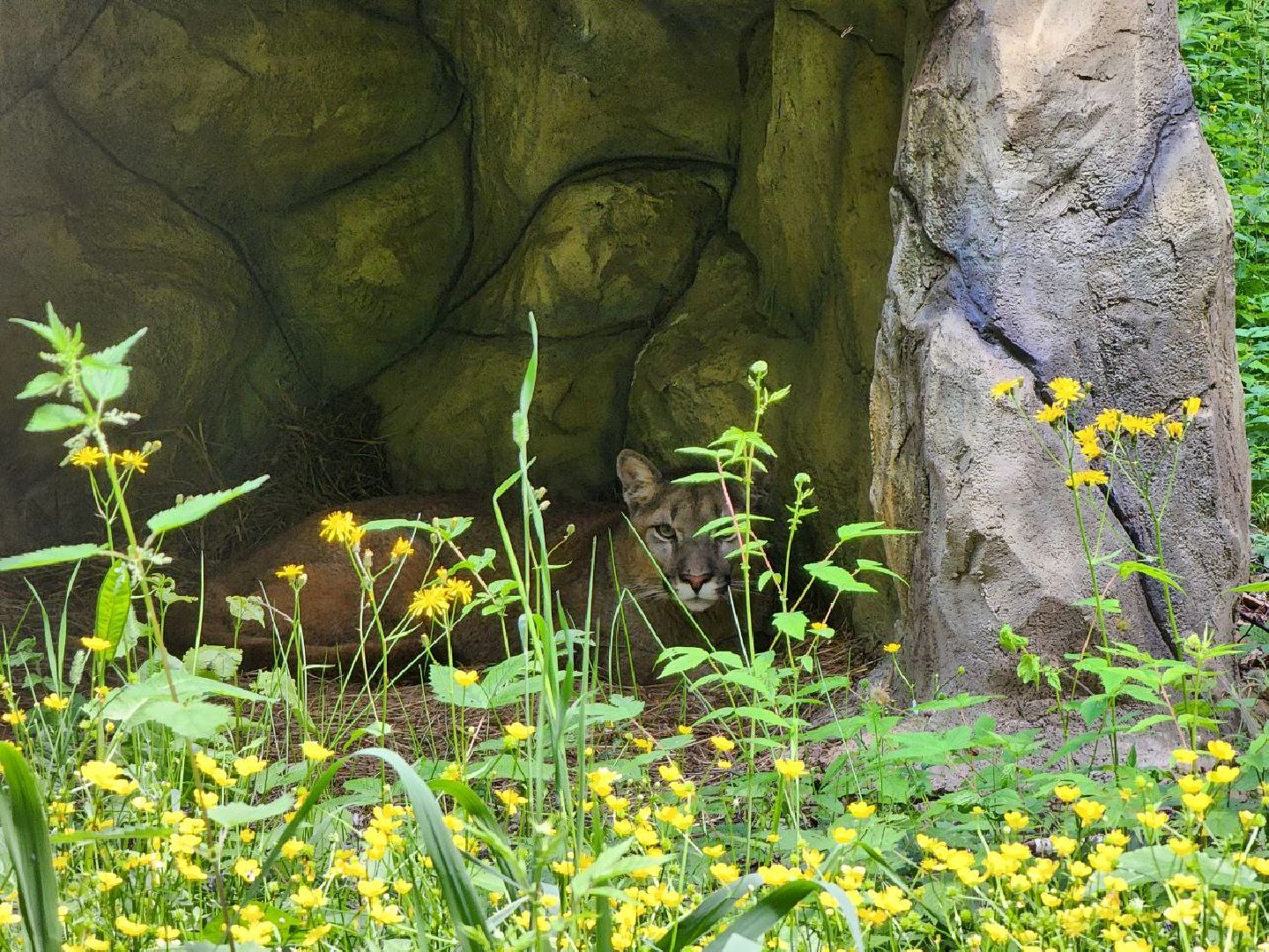 можайск, можайский городской округ, подмосковье, сафари-парк, подмосковный сафари-парк, туризм, парк тигров, хищные кошки, хищники, пума, леопард,