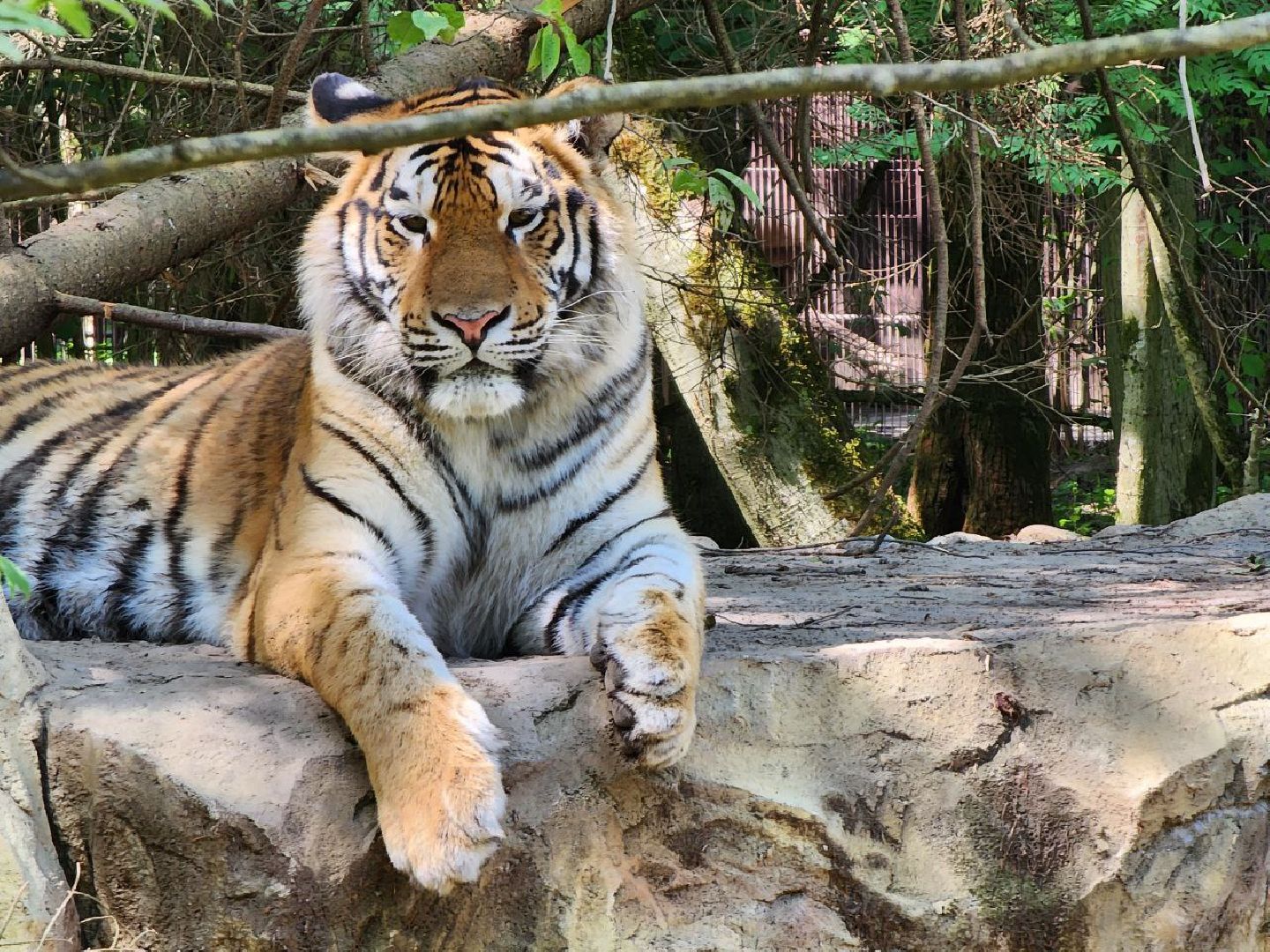 можайск, можайский городской округ, подмосковье, сафари-парк, подмосковный сафари-парк, туризм, парк тигров, хищные кошки, хищники, пума, леопард,