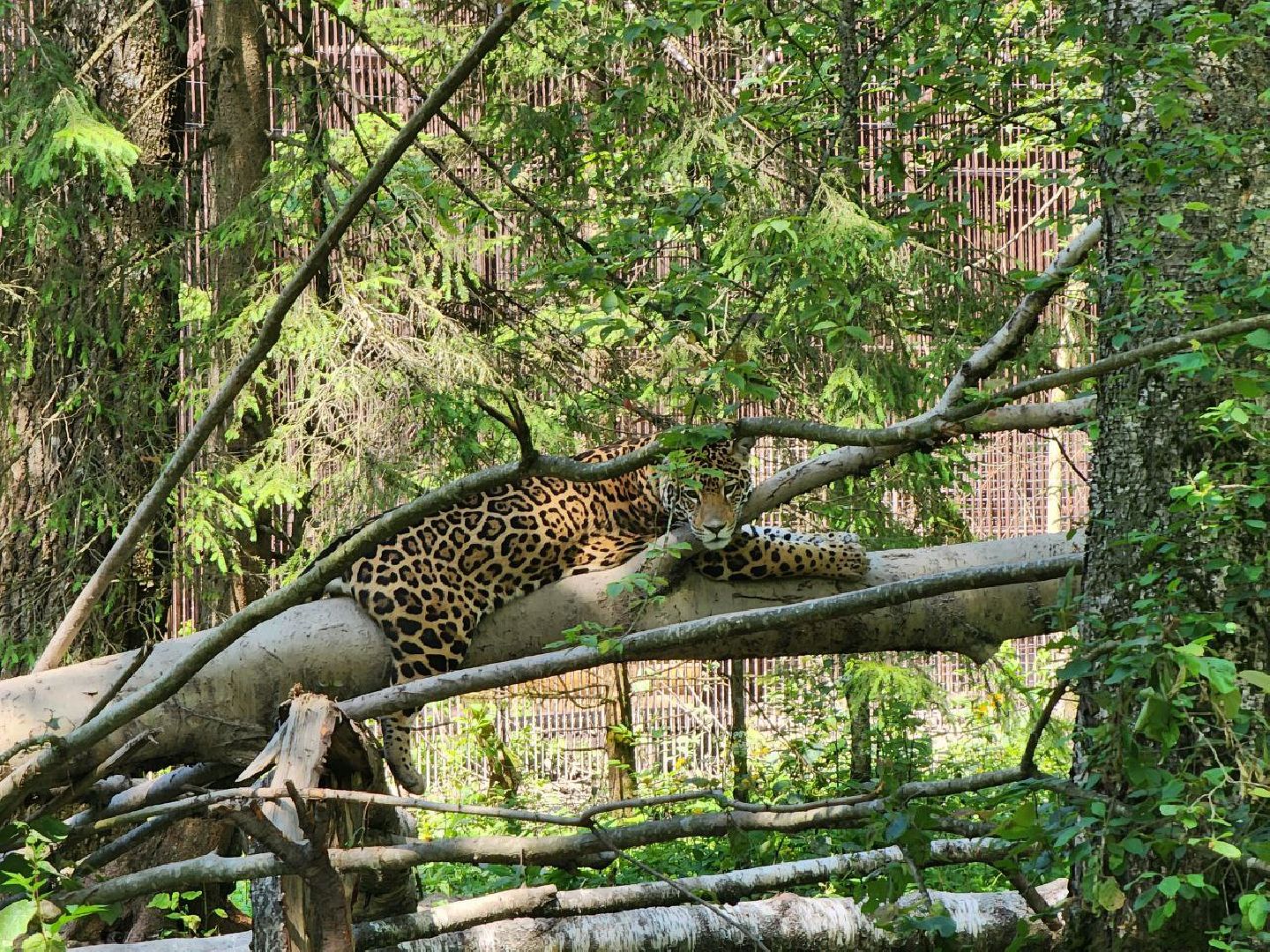 можайск, можайский городской округ, подмосковье, сафари-парк, подмосковный сафари-парк, туризм, парк тигров, хищные кошки, хищники, пума, леопард,