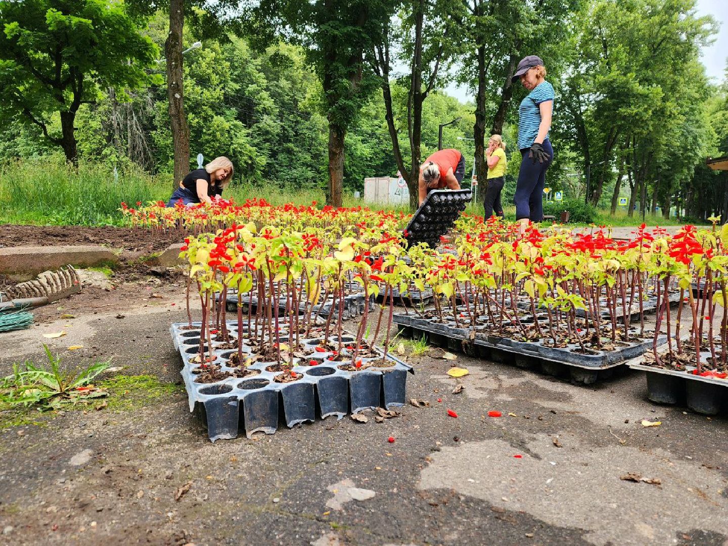 пущино, серпухов, благоустройство, клумбы,