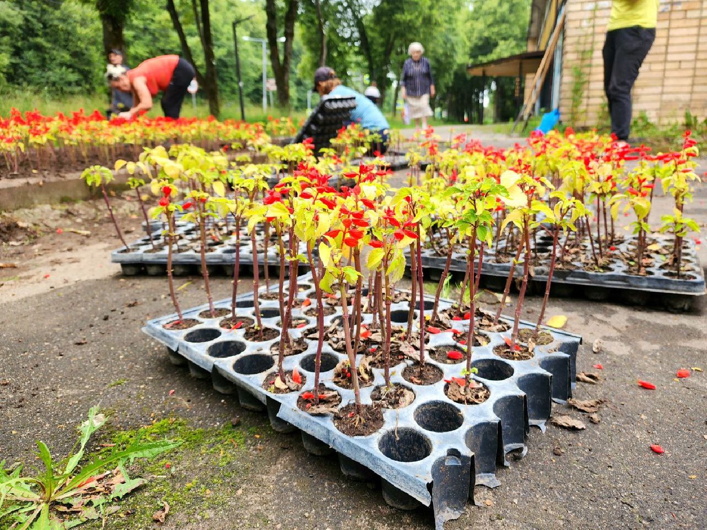 пущино, серпухов, благоустройство, клумбы,