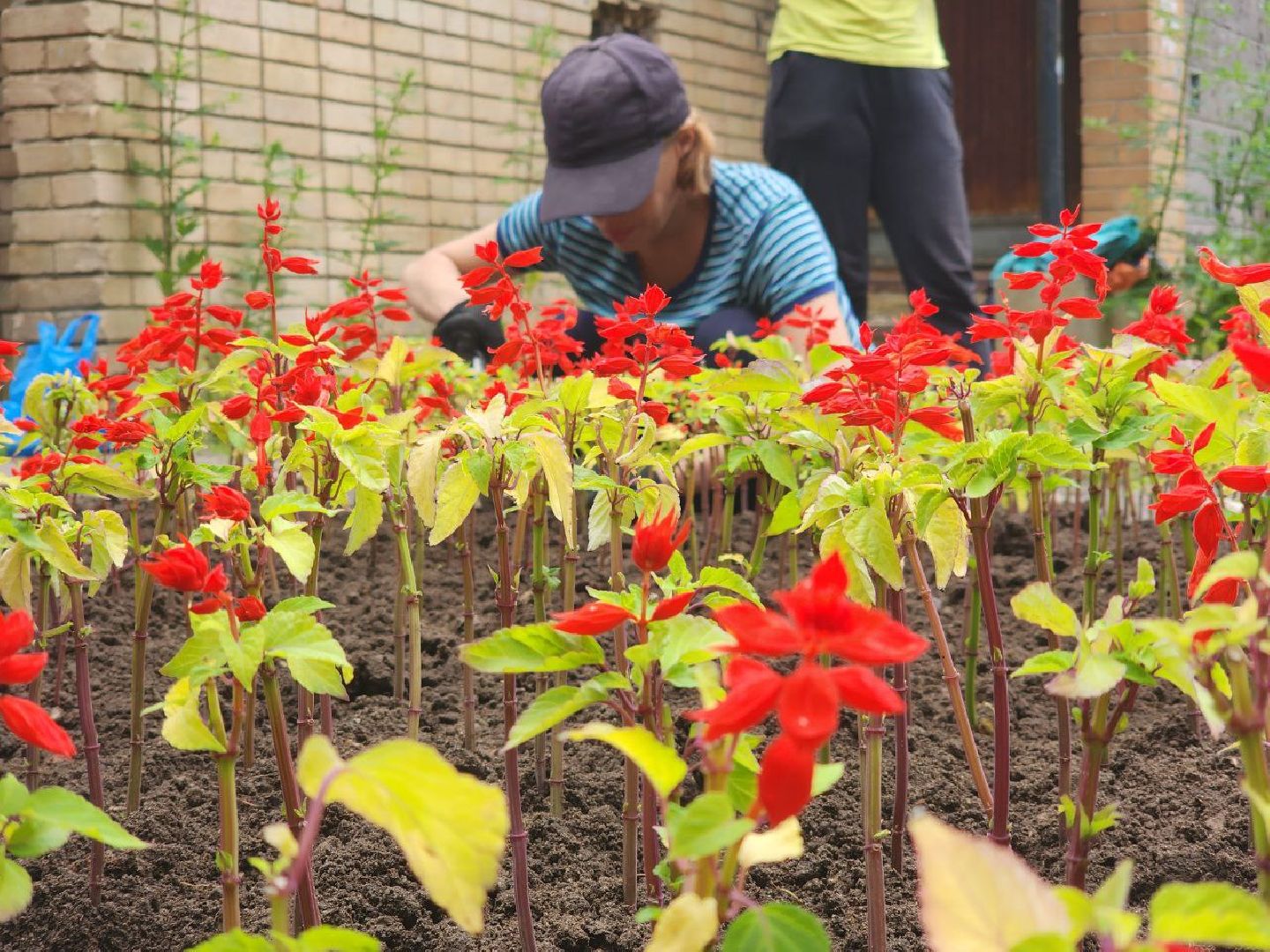 пущино, серпухов, благоустройство, клумбы,
