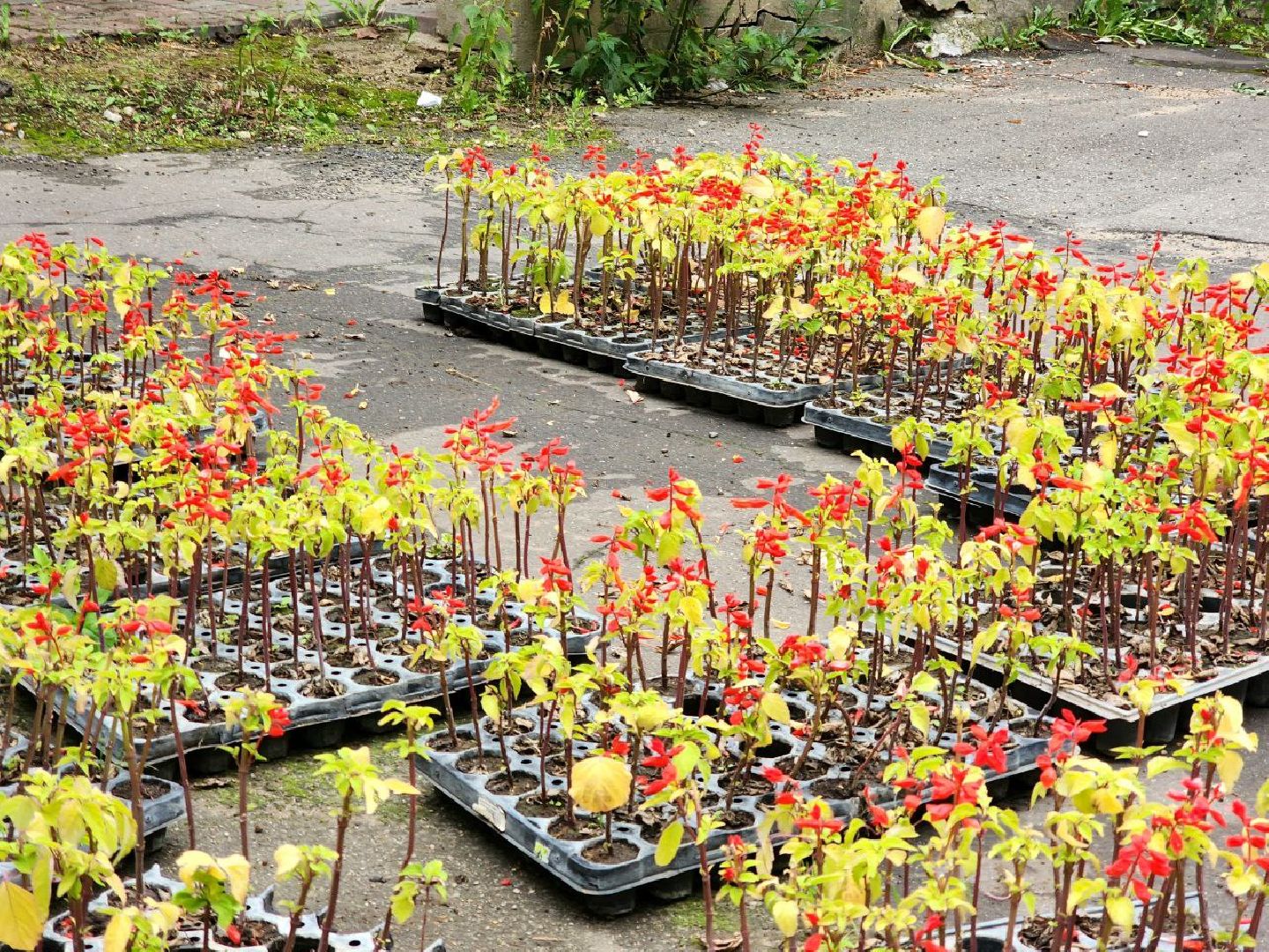 пущино, серпухов, благоустройство, клумбы,