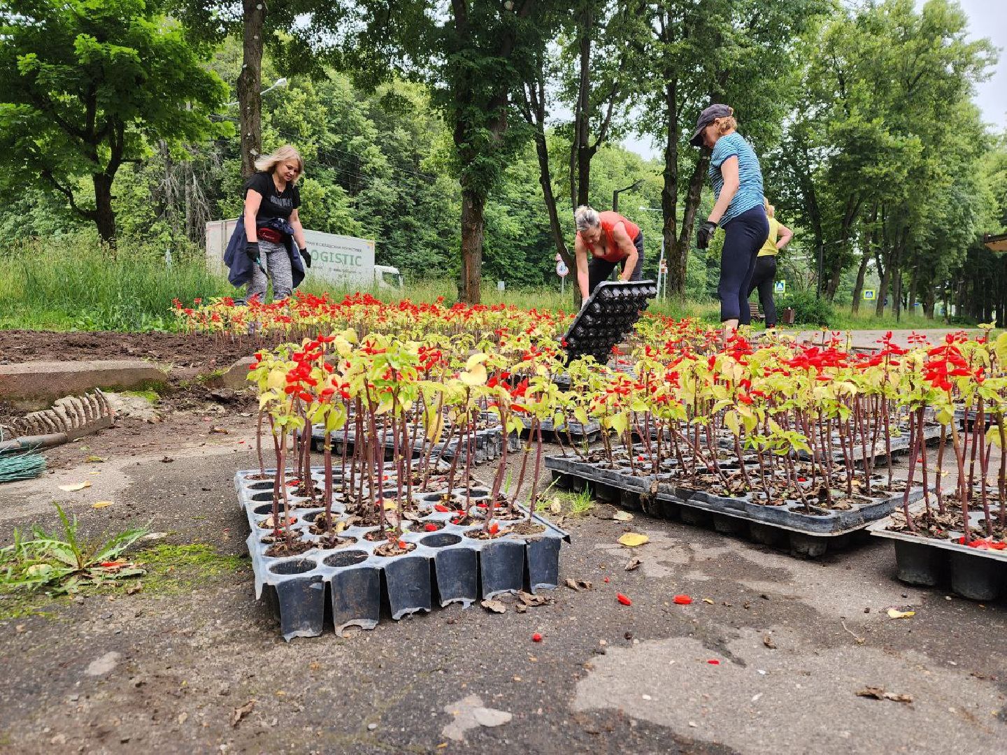 пущино, серпухов, благоустройство, клумбы,