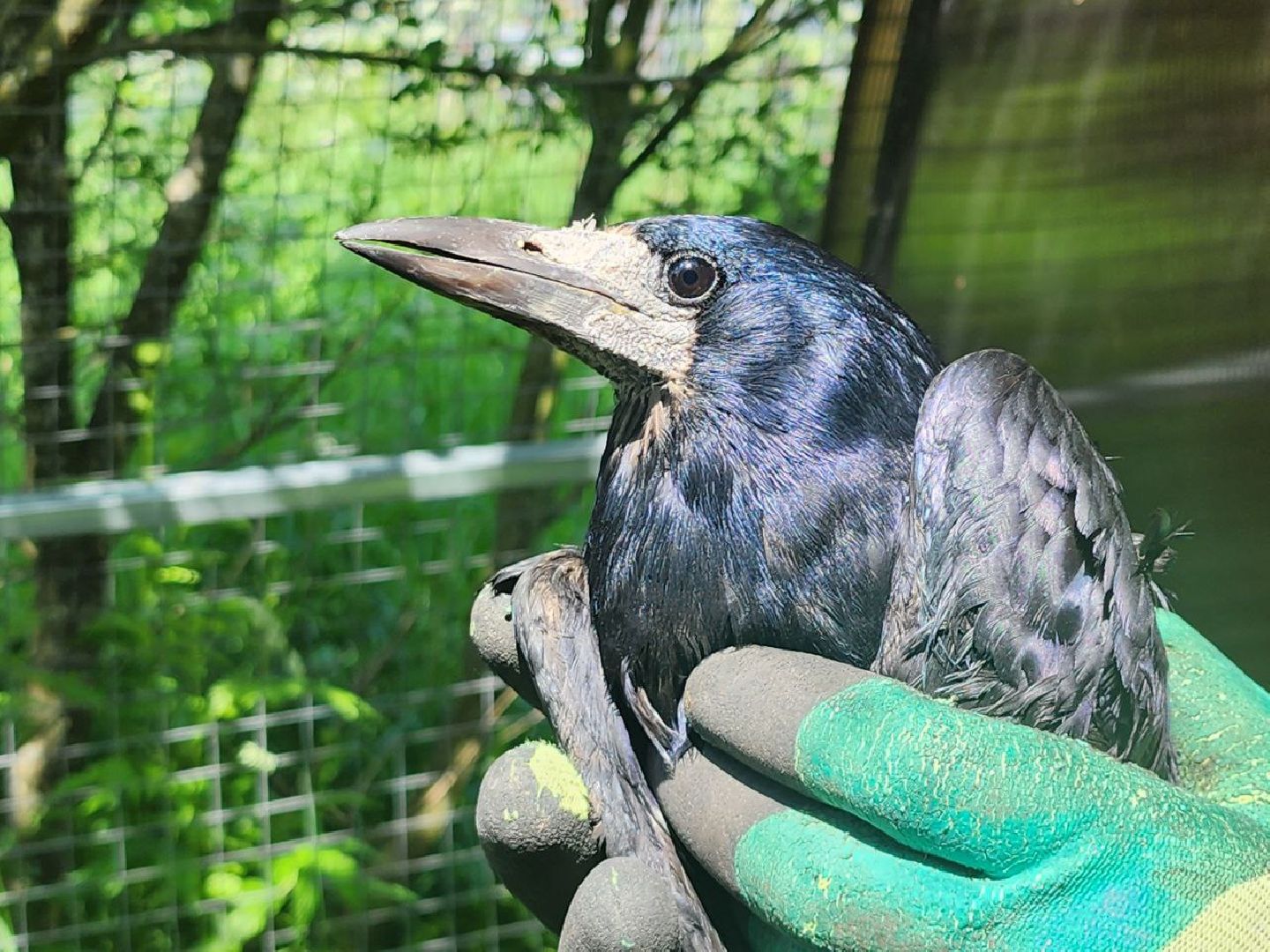 можайск, можайский городской округ, подмосковье, экология, помощь диким животным, дикие животные, куница, сова, грач,
