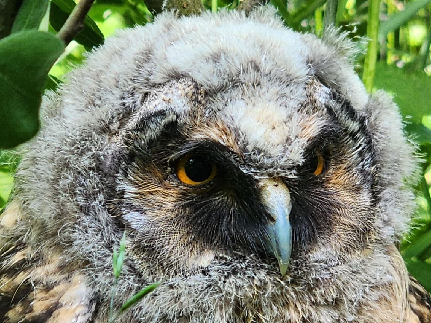 можайск, можайский городской округ, подмосковье, экология, помощь диким животным, дикие животные, куница, сова, грач,