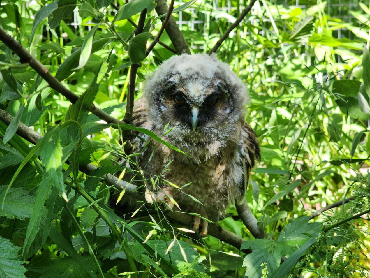 можайск, можайский городской округ, подмосковье, экология, помощь диким животным, дикие животные, куница, сова, грач,