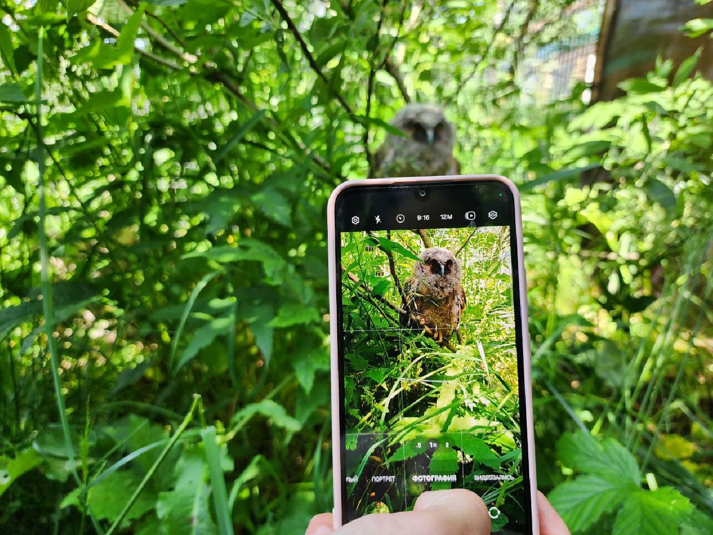 можайск, можайский городской округ, подмосковье, экология, помощь диким животным, дикие животные, куница, сова, грач,