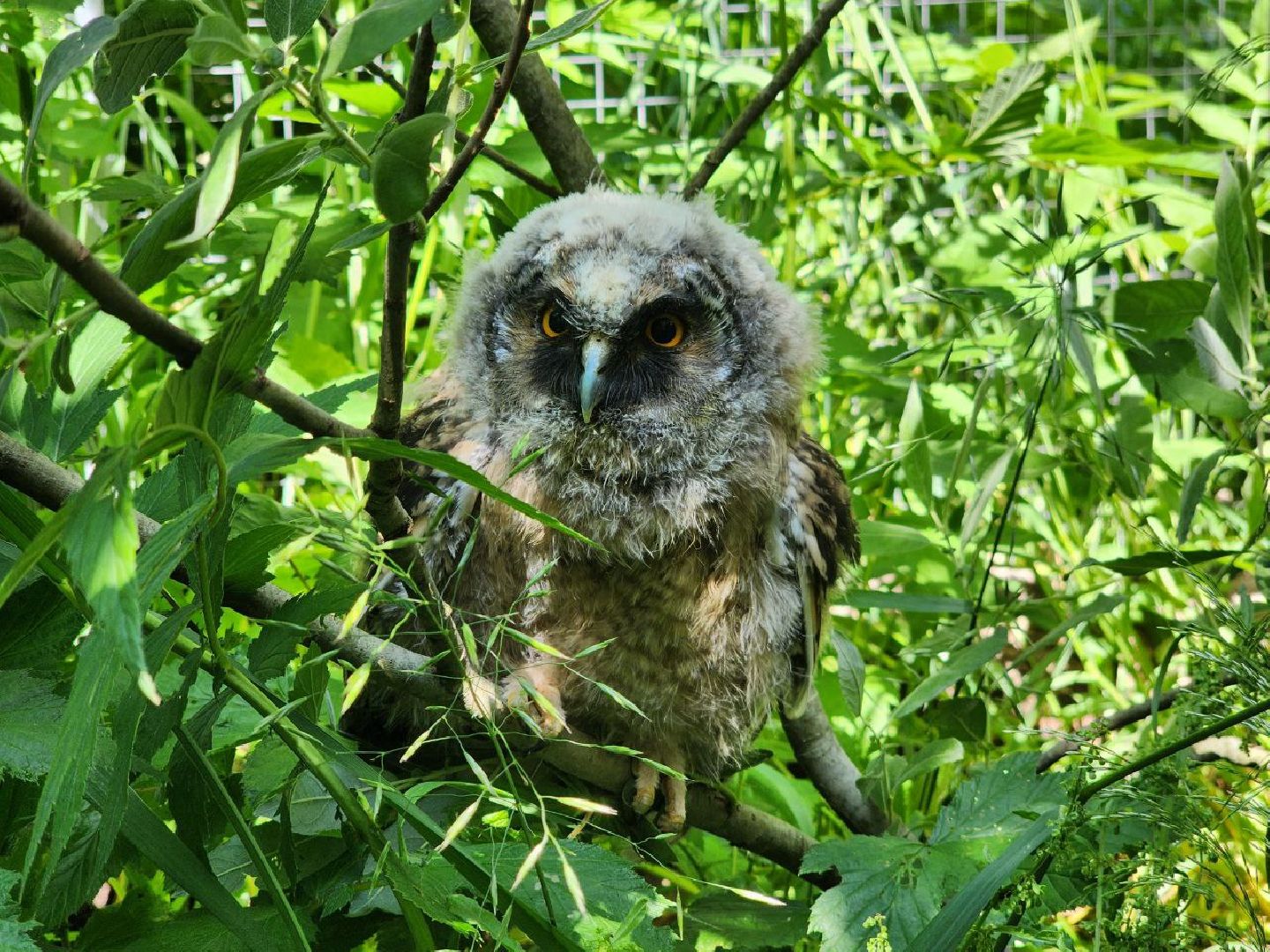 можайск, можайский городской округ, подмосковье, экология, помощь диким животным, дикие животные, куница, сова, грач,