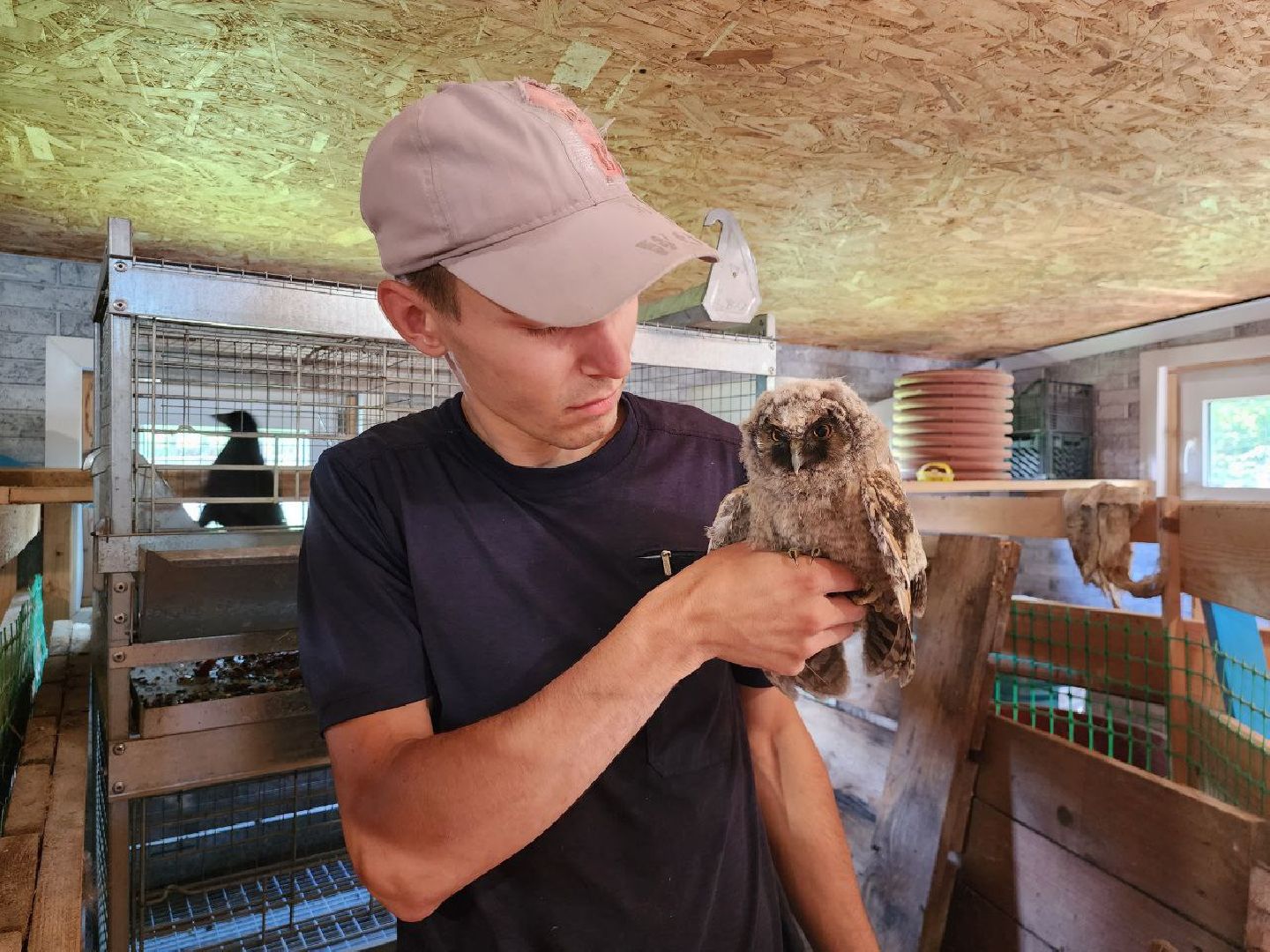 можайск, можайский городской округ, подмосковье, экология, помощь диким животным, дикие животные, куница, сова, грач,