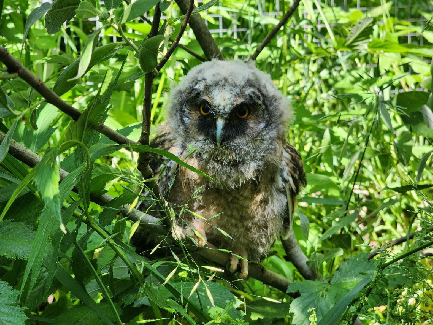 можайск, можайский городской округ, подмосковье, экология, помощь диким животным, дикие животные, куница, сова, грач,