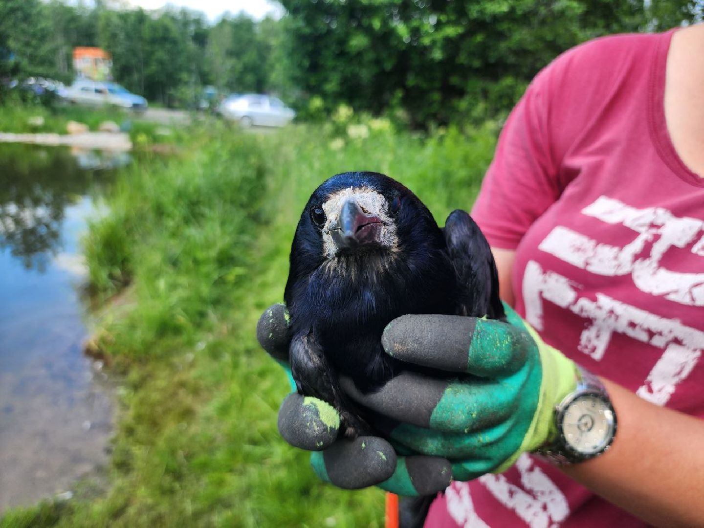 можайск, можайский городской округ, подмосковье, экология, помощь диким животным, дикие животные, куница, сова, грач,