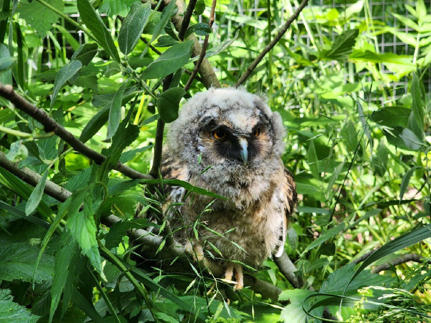можайск, можайский городской округ, подмосковье, экология, помощь диким животным, дикие животные, куница, сова, грач,