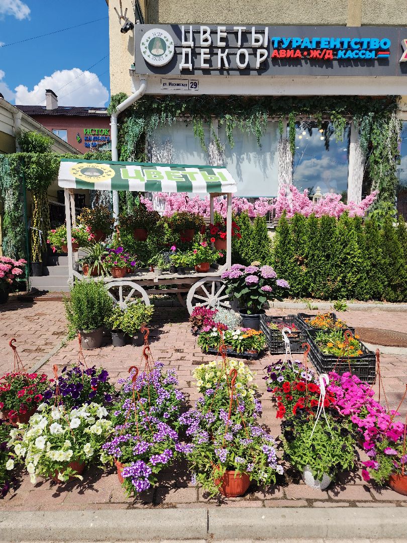 Звенигород, Искусство, Фотосессии,медведь Степан,