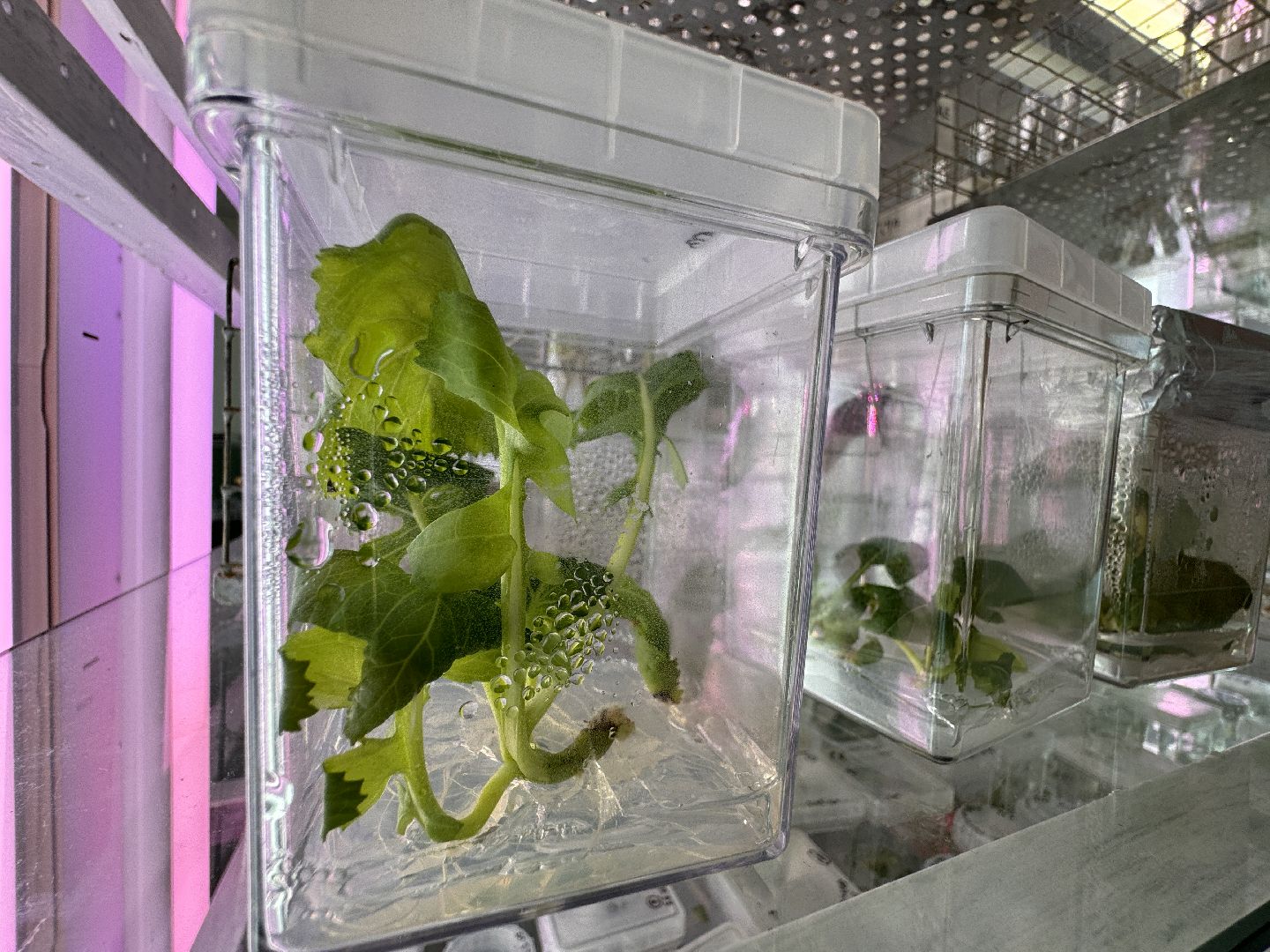 Одинцово, Молодые ученые, ВНИИСОК,