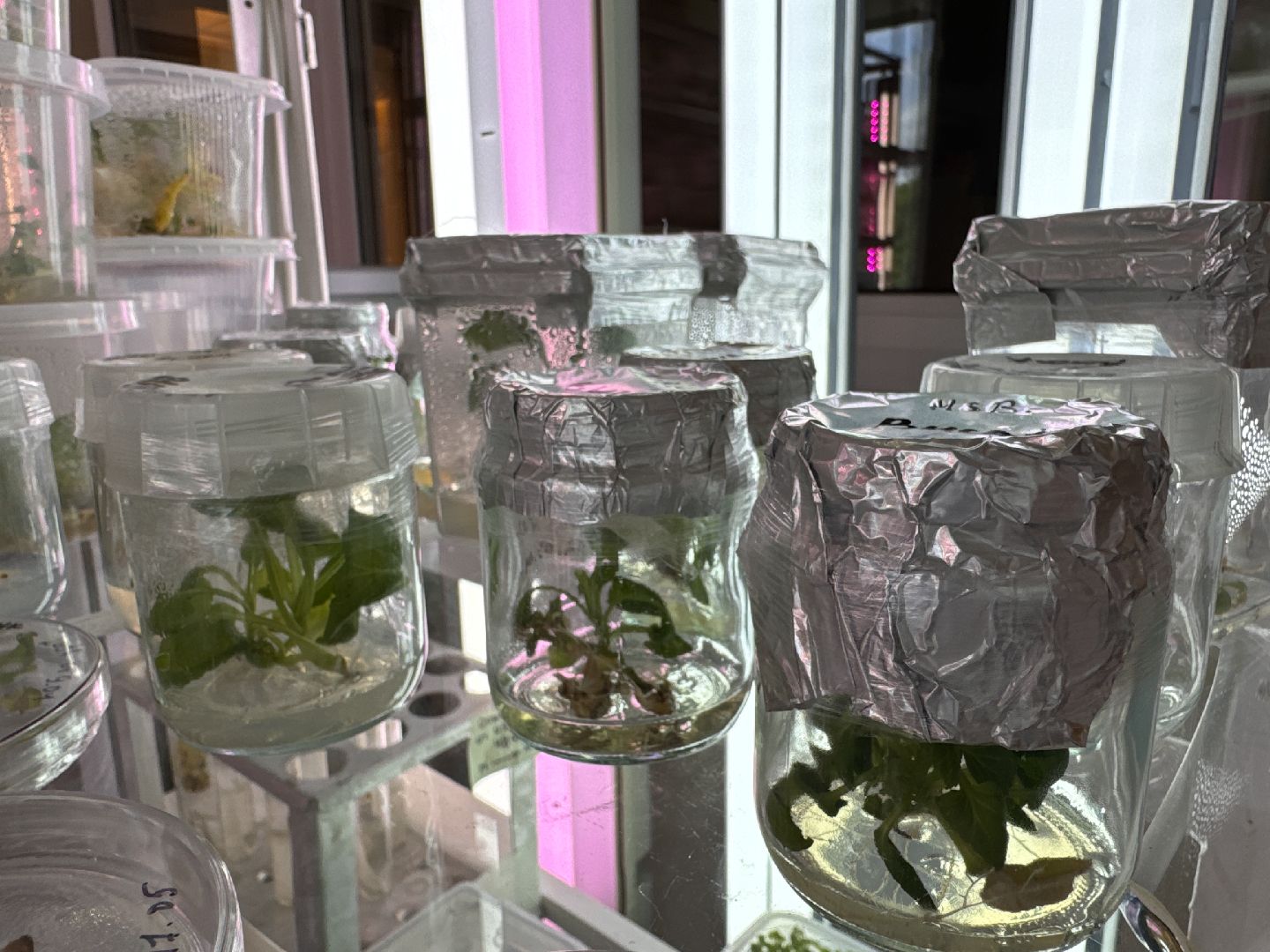 Одинцово, Молодые ученые, ВНИИСОК,