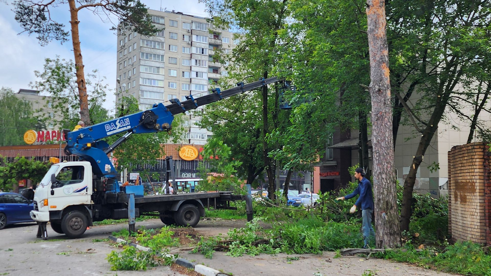 мбу городское хозяйство, сухостой, удаление сухостоя, опиловка, опиловка деревьев, жуковский,