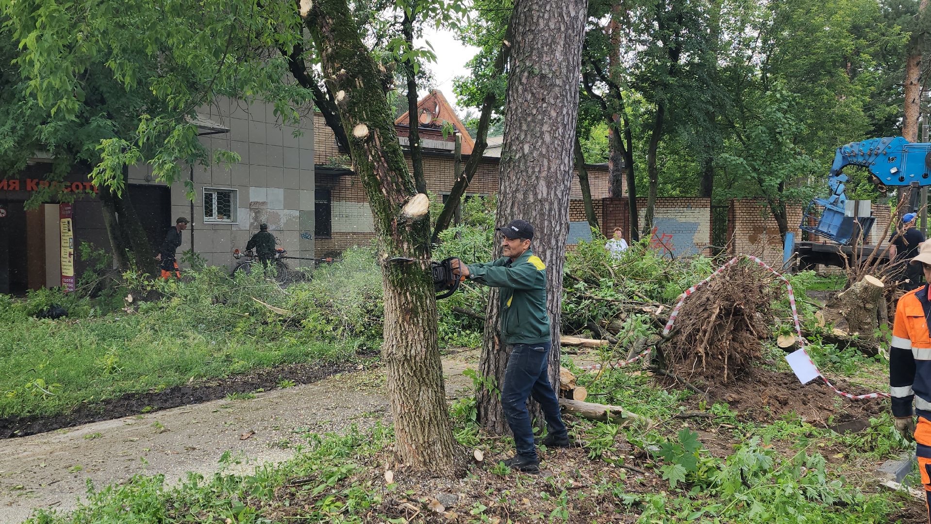мбу городское хозяйство, сухостой, удаление сухостоя, опиловка, опиловка деревьев, жуковский,