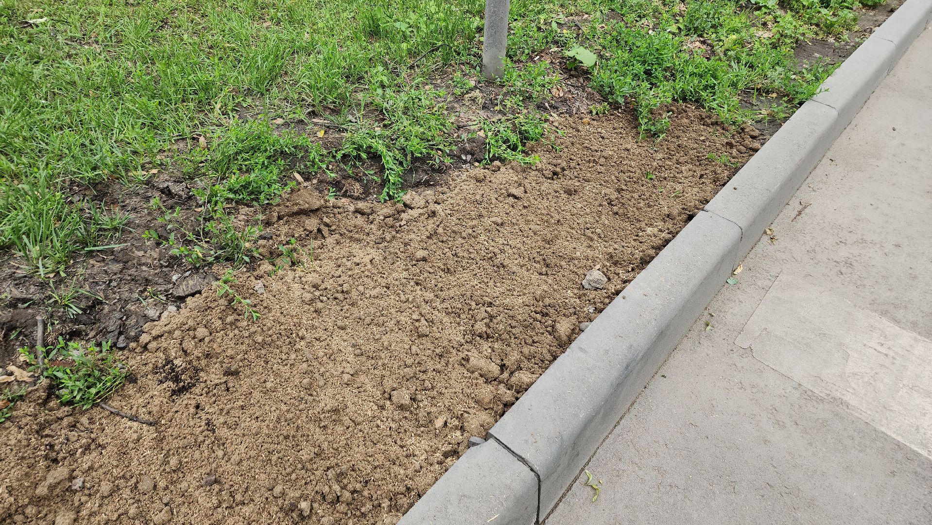 пушкино, благоустройство, газон, трава,