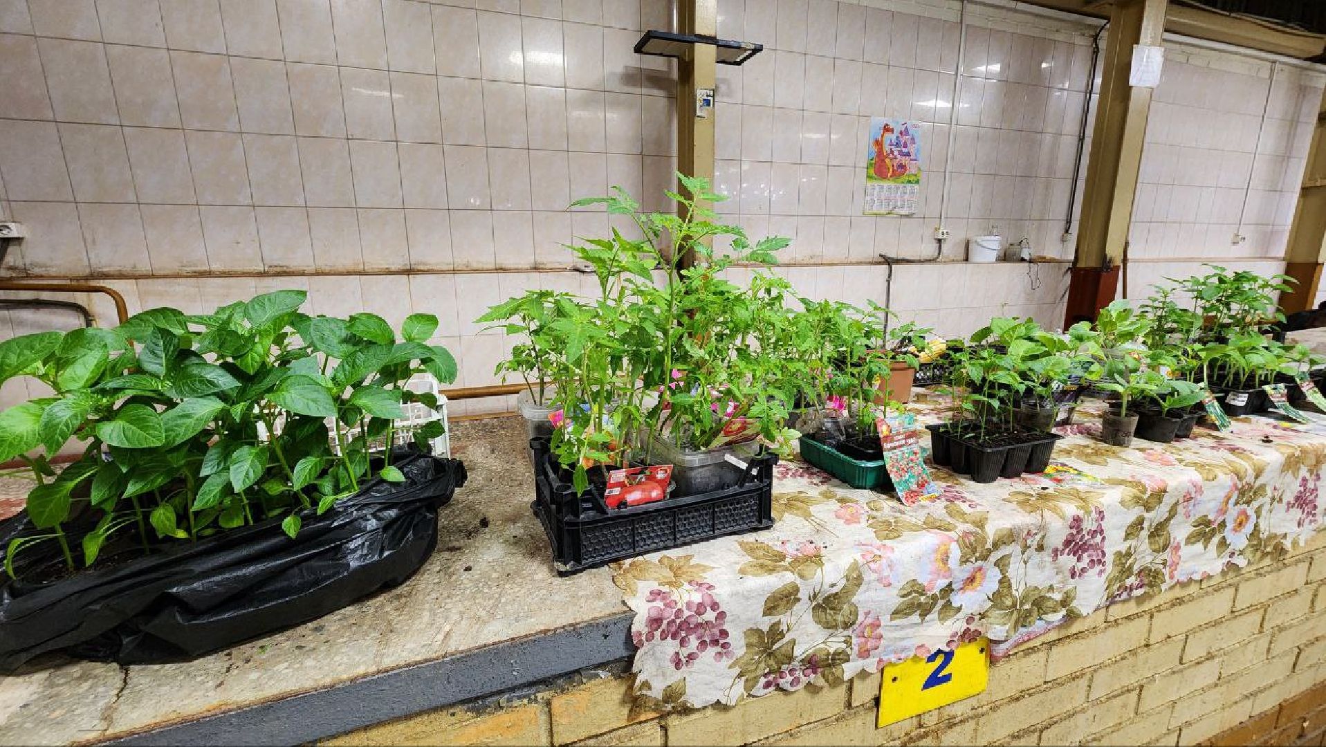 Солнечногорск, рынок, торговля, пенсионеры,