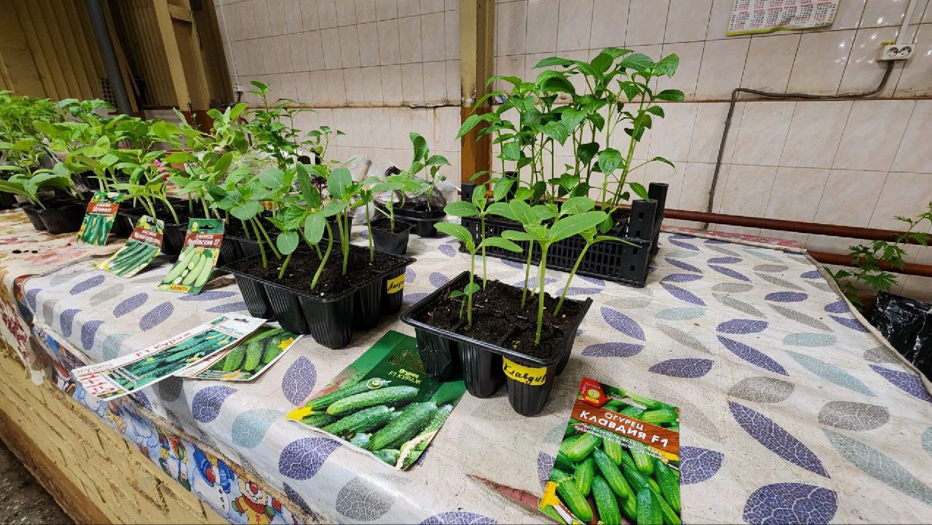 Солнечногорск, рынок, торговля, пенсионеры,