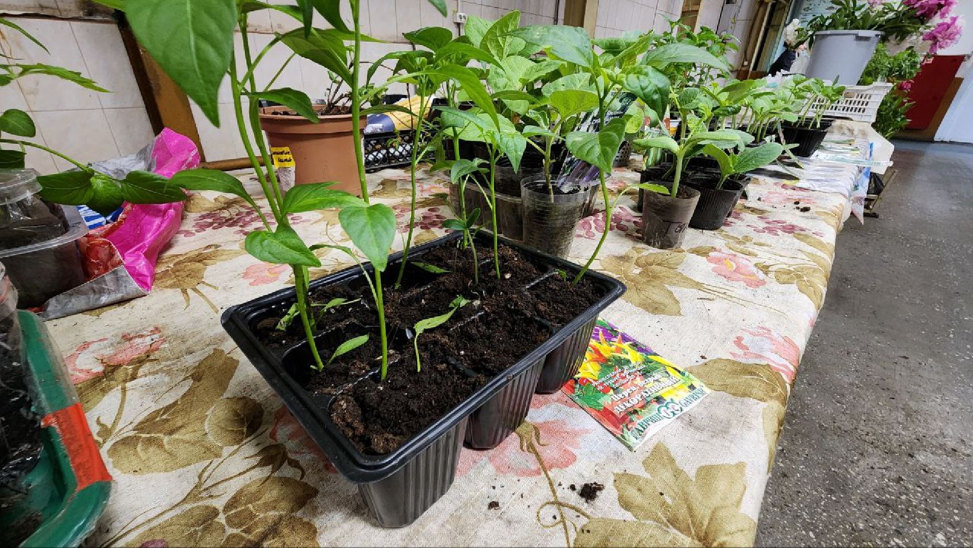 Солнечногорск, рынок, торговля, пенсионеры,