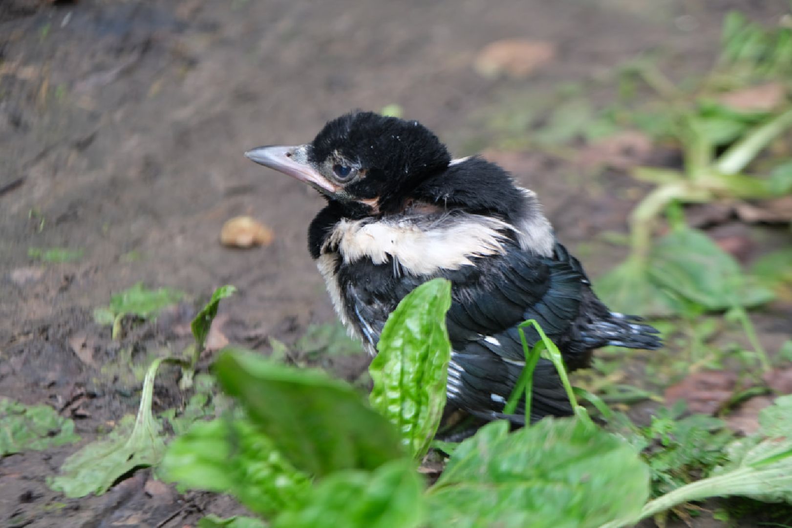 пущино, серпухов, экология,