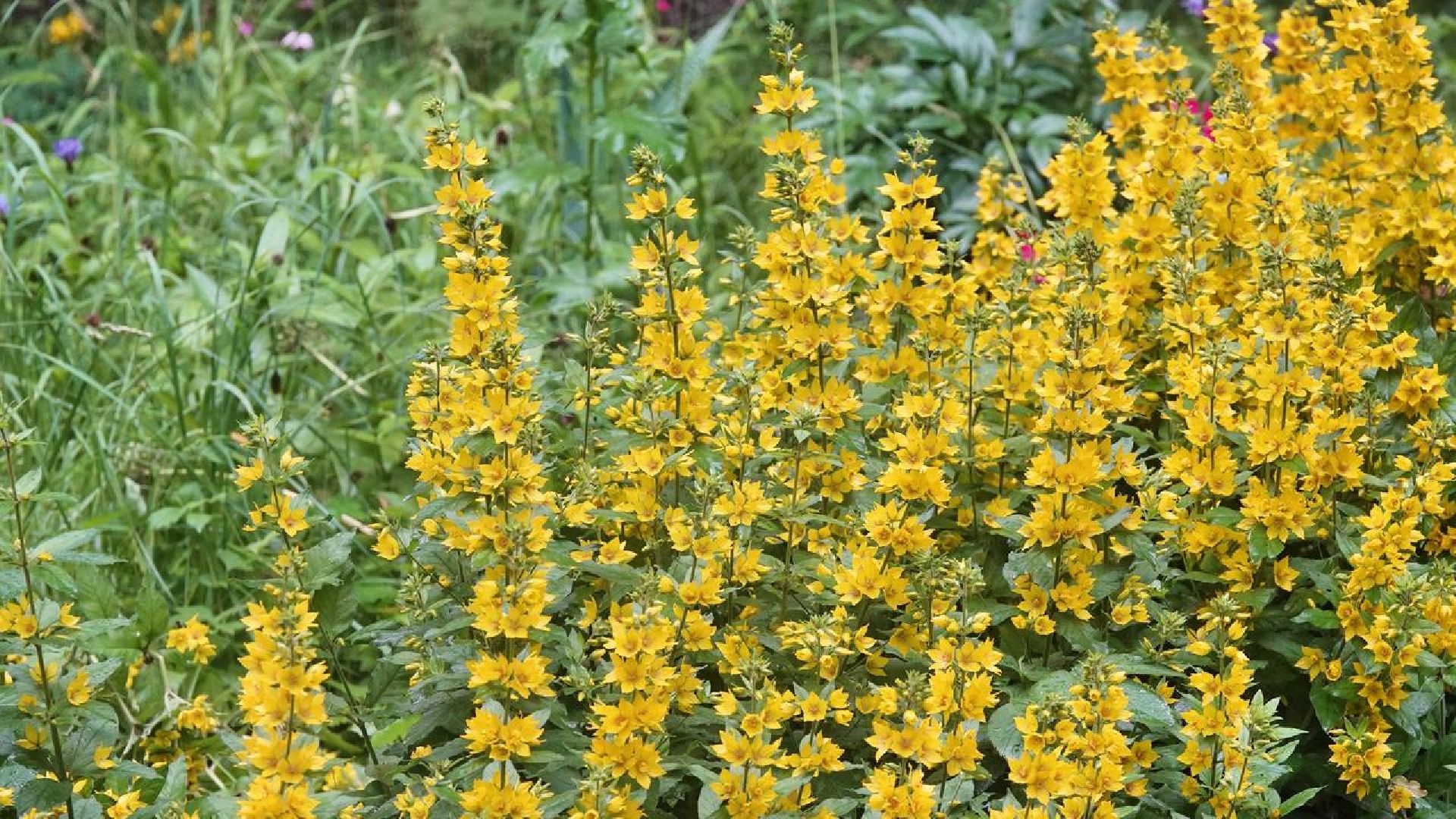 Сергиев Посад, Выездная администрация, Диалог с жителями, Благоустройство, Комплексное благоустройство дворов, КБДТ, Доверие к власти,