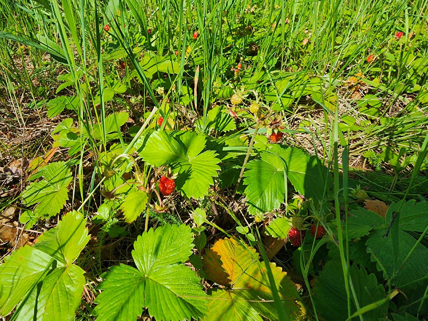 сезон земляники, шатура, леса шатуры, природа шатуры, земляника,